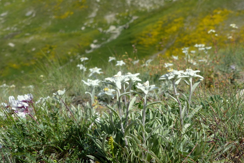 Nigritella corneliana, una regina nelle Alpi occidentali  Savoia francese   luglio 2023.